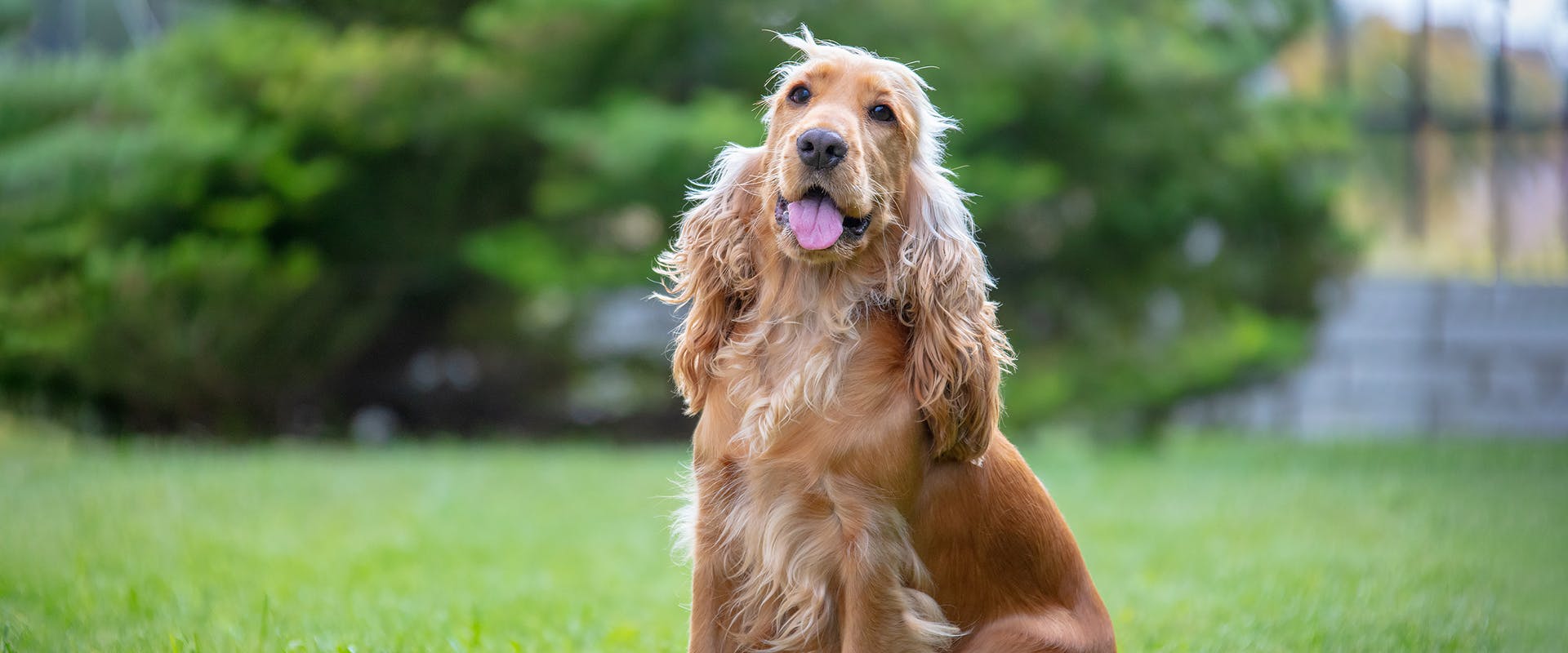 Teddy bear cocker sales spaniel